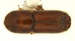 Ips grandicollis
