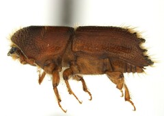 Ips grandicollis