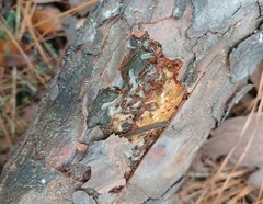 Ips grandicollis