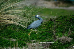 Egretta novaehollandiae novaehollandiae