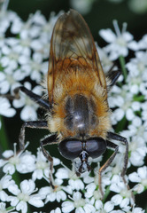 Criorhina floccosa