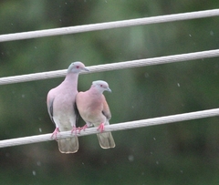 Patagioenas cayennensis
