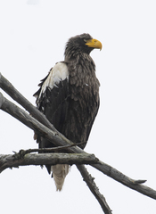 Haliaeetus pelagicus