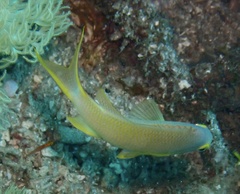 Pseudanthias huchtii