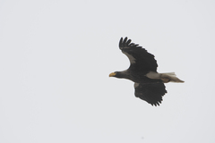 Haliaeetus pelagicus