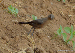 Oenanthe fusca