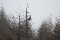 Haliaeetus pelagicus