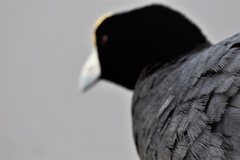 Fulica ardesiaca