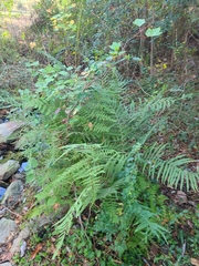 Pelazoneuron kunthii