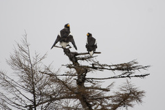 Haliaeetus pelagicus