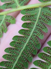 Pelazoneuron kunthii