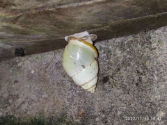 Amphidromus palaceus