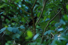 Chiroxiphia linearis