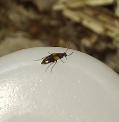 Anaspis fasciata