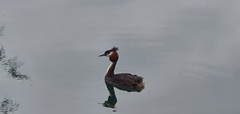 Podiceps cristatus australis