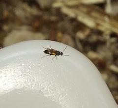 Anaspis fasciata