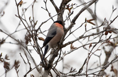 Pyrrhula pyrrhula griseiventris