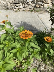 Dryas iulia moderata
