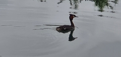 Podiceps cristatus australis