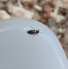 Anaspis fasciata
