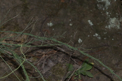 Orthosia