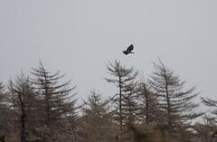 Haliaeetus pelagicus