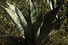 Agave