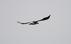 Haliaeetus pelagicus