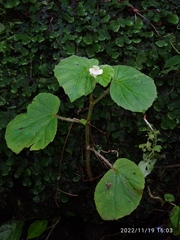 Begonia hirtella