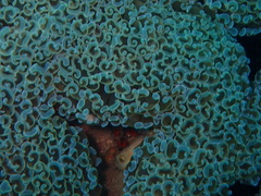Fimbriaphyllia ancora