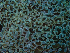 Fimbriaphyllia ancora