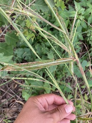 Rottboellia cochinchinensis