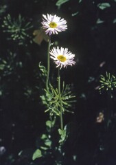 Erigeron peregrinus