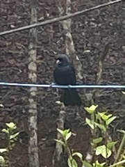 Tachyphonus coronatus