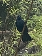 Tachyphonus coronatus