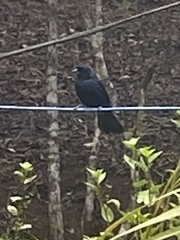 Tachyphonus coronatus