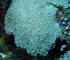 Physogyra lichtensteini