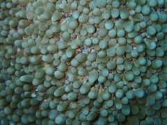 Physogyra lichtensteini