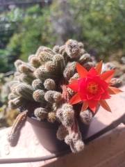 Lobivia silvestrii