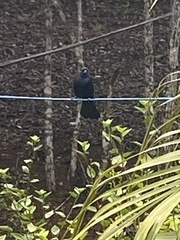 Tachyphonus coronatus