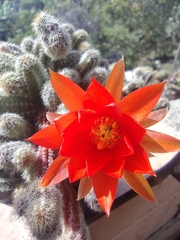 Lobivia silvestrii