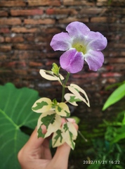 Asystasia gangetica gangetica