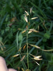 Arrhenatherum elatius