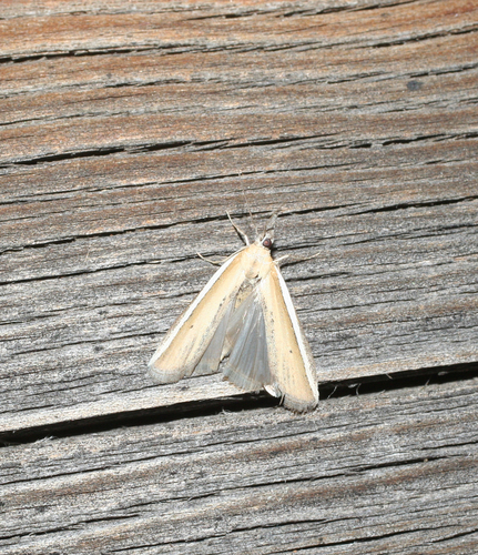 Silver-edged Knot-horn