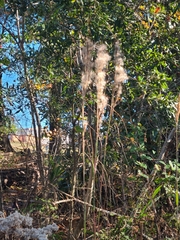 Andropogon glomeratus