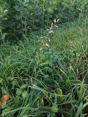 Arrhenatherum elatius
