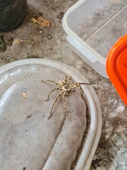 Polybetes pythagoricus