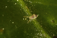 Deuterosminthurus bicinctus