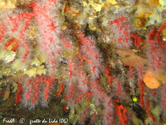 Corallium rubrum