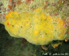 Clathria compressa